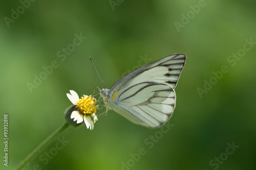 Butterfly wings are sucking nectar from yellow flowers . © supanee2550