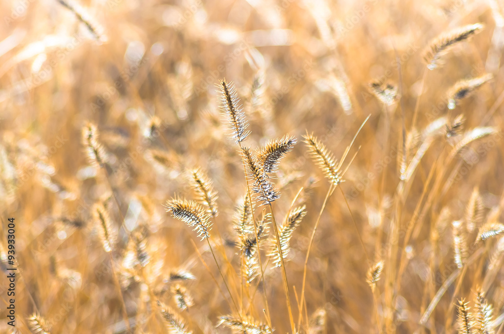 Fototapeta premium Beautiful yellow grass