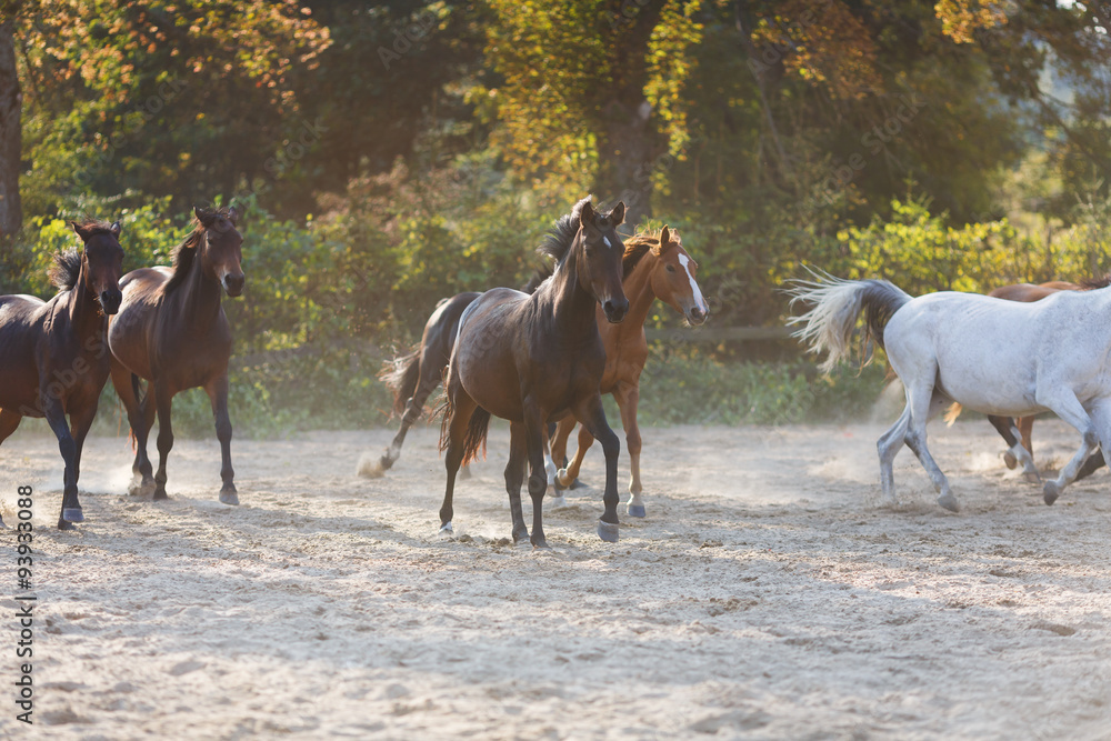 Obraz premium Herd of running horses