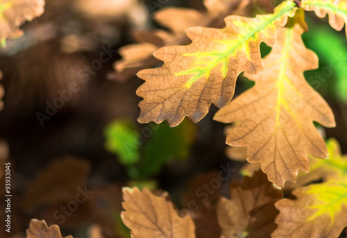 Autumn yellow leaves oak background