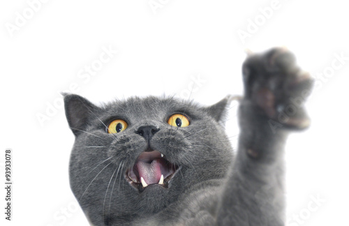 British shorthair cat crazy expression