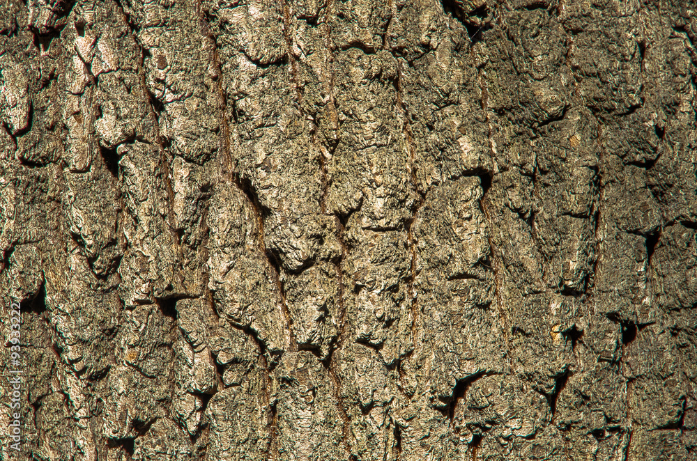 Oak bark texture Oak bark texture