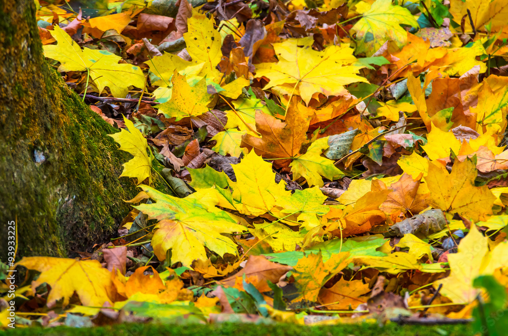 Background of autumn yellow green leaves Background of autumn yellow green leaves