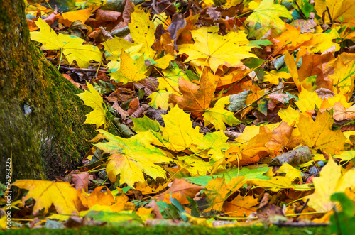 Background of autumn yellow green leaves