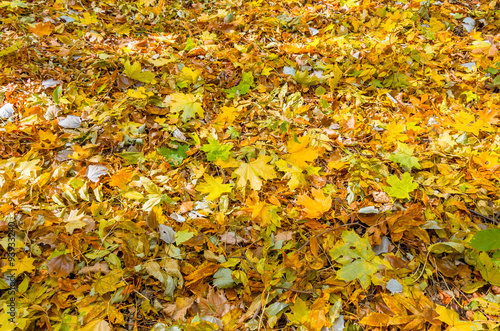 Background of autumn yellow leaves
