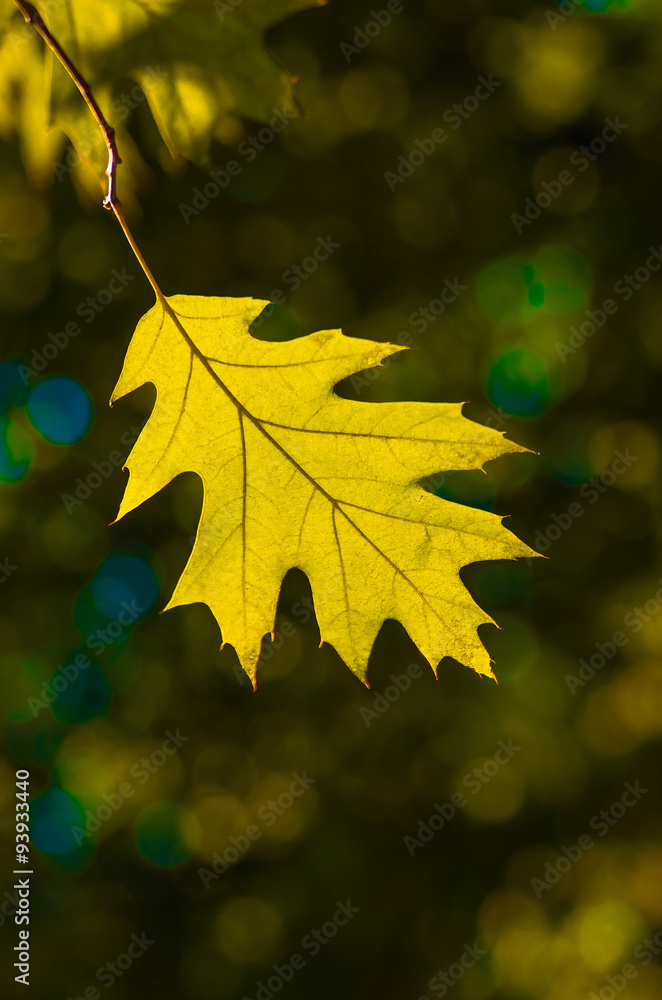 Fotografie Beautiful yellow leaf in autumn background