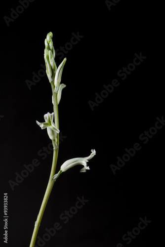 Little White Succulent Haworthia flowers on black background