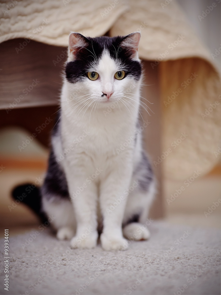 The domestic cat white with black a color The domestic cat white with black a color