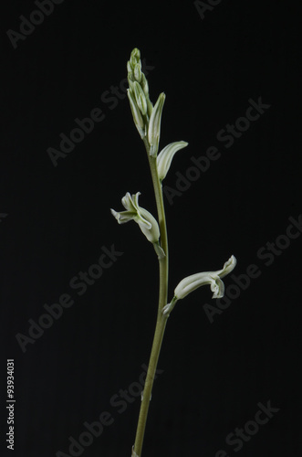 Small white Haworthia succulent flowers