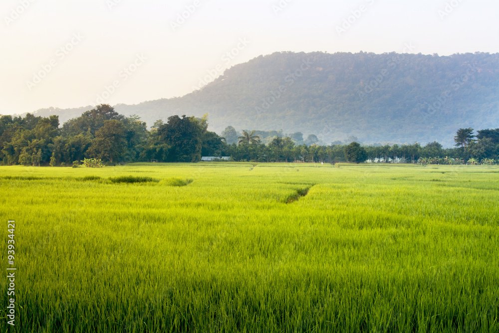 good morning with beautiful green rice field. good morning with beautiful green rice field.