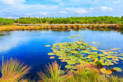 Landscape of Lovrenc lakes with lily lotus plant on Rogla mountain, Slovenia, Europe.