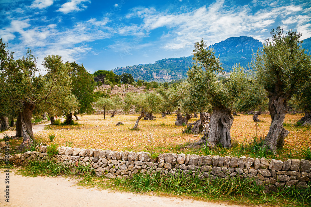 valley with old olive trees