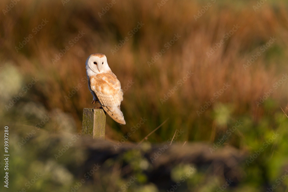 Fototapeta premium Barn Owl perched on post