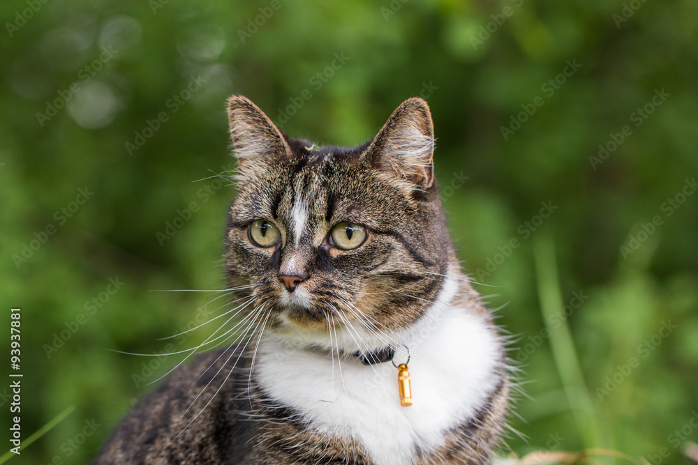 Fototapeta premium A staring cat