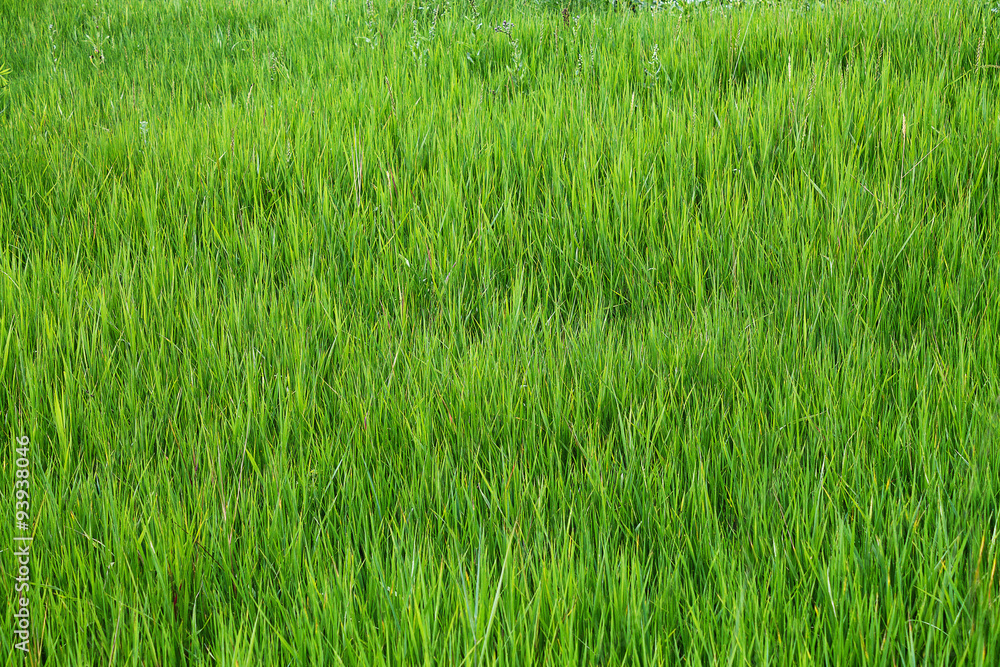 green grass background closeup
