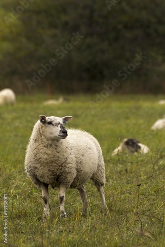 flock of sheep on pasture