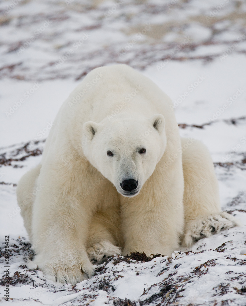 Polar bear sitting in the snow on the tundra. Canada. Churchill National Park. An excellent illustration.