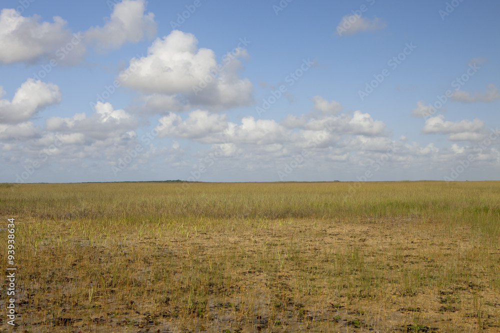 Obraz premium Everglades Marsh