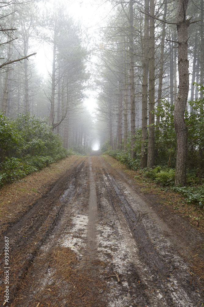 Amrum (Deutschland) - Waldweg im Nebel
