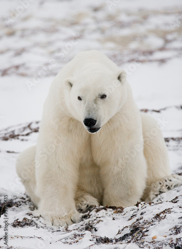 Polar bear sitting in the snow on the tundra. Canada. Churchill National Park. An excellent illustration.