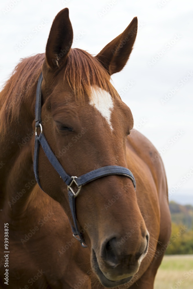 Naklejka premium beautiful horse grazing on the meadow