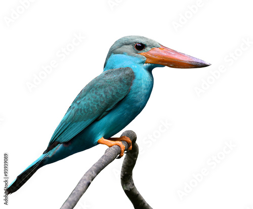 Exotic Blue Bird perching on brach isolated on white background