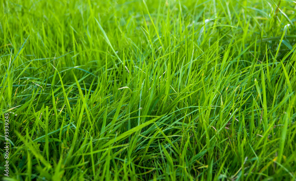 Green grass as natural background Green grass as natural background
