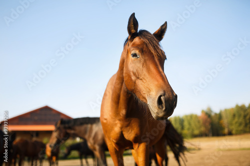 Portrait of the brown horse © castenoid