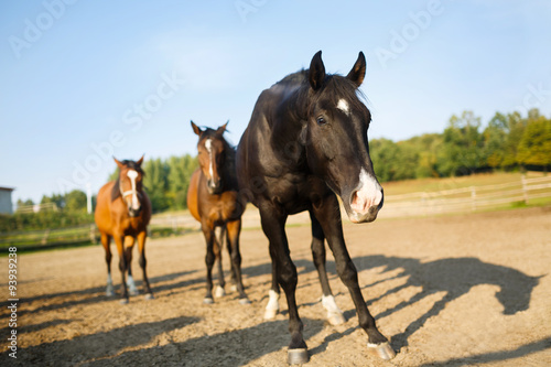 Herd of a horses