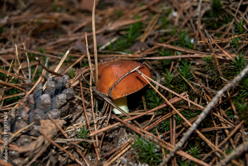 Mushroom between dry pine needles