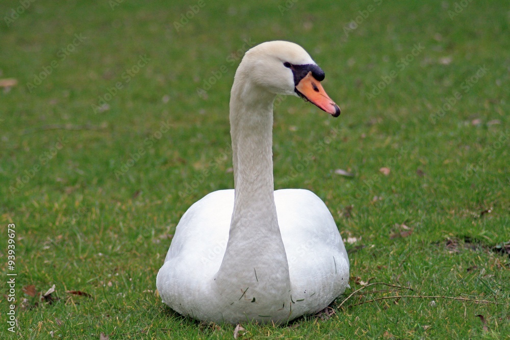 Hoeckerschwan Hoeckerschwan