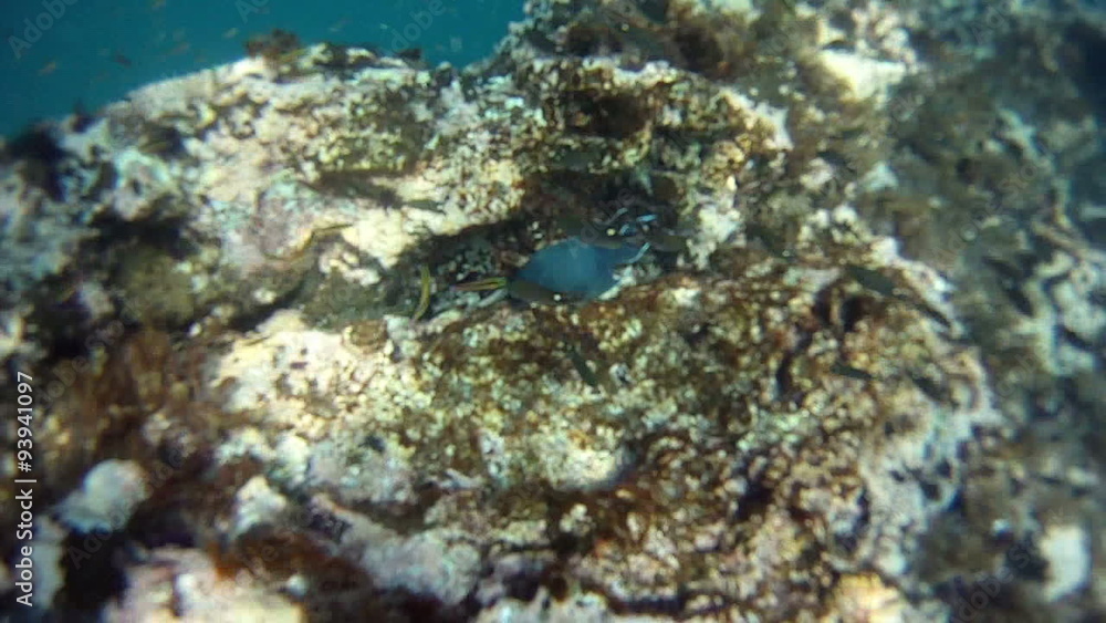 Scuba reef fish divers Pacific Ocean Mexico HD 0034 Scuba reef fish divers Pacific Ocean Mexico HD 0034
