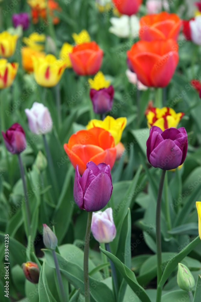 Field of tulips / Field of colorful tulips in Moscow