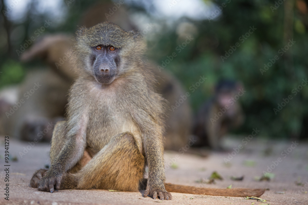 Obraz premium Ngorongoro Baboon - Tanzania
