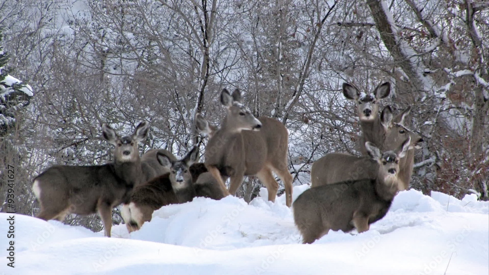 Mule Deer in deep snow HD Mule Deer in deep snow HD
