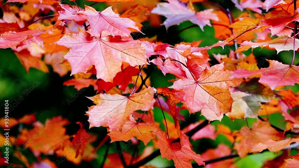 Autumn Trees Leaves over blurred background Autumn Trees Leaves over blurred background