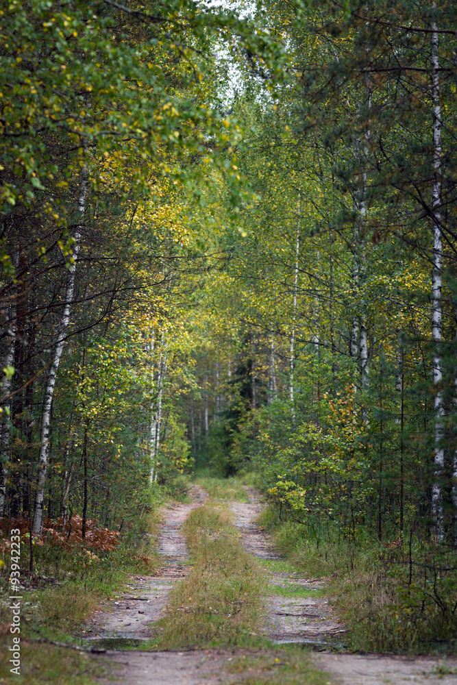 Obraz premium Uneven forest road in summer forest
