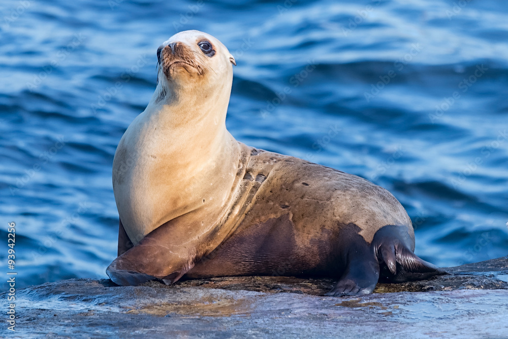 Fototapeta premium Seals in Children Pool, Point Mencinger, La Jolla