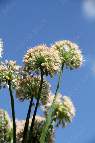 Onion inflorescence on blue sky background