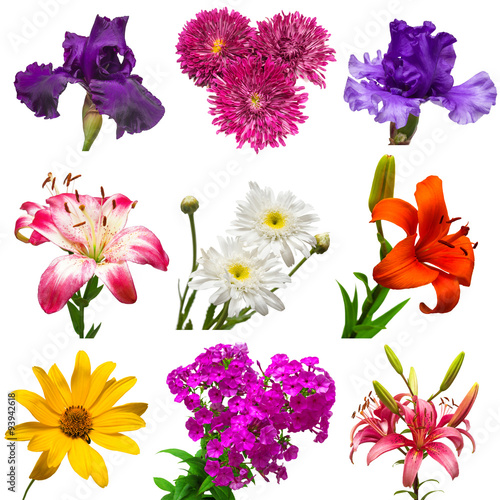 Fototapeta Naklejka Na Ścianę i Meble -  Collection of beautiful colorful flowers