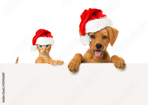 Kätzchen und Welpe mit Weihnachtsmützen © DoraZett