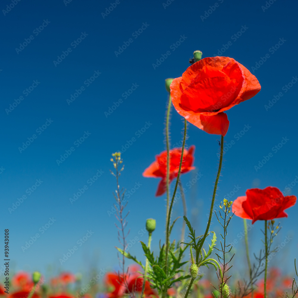 Obraz premium Red poppies field in the sky