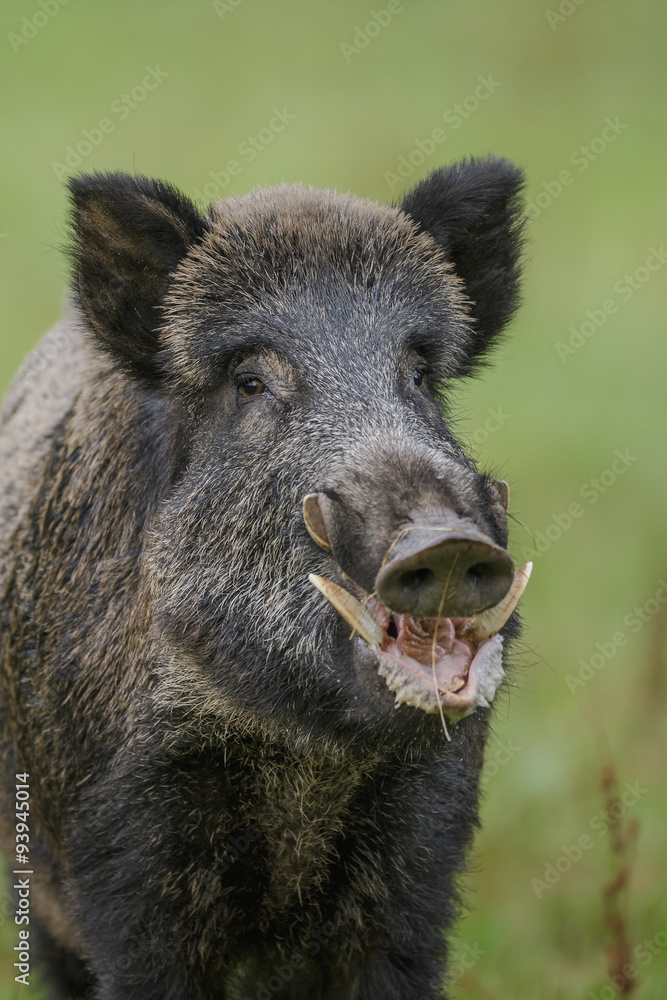 Wild boar portrait on green background Wild boar portrait on green background