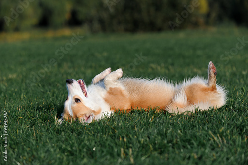 welsh corgi in nature photo