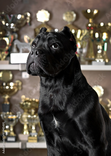 Cane corso black dog