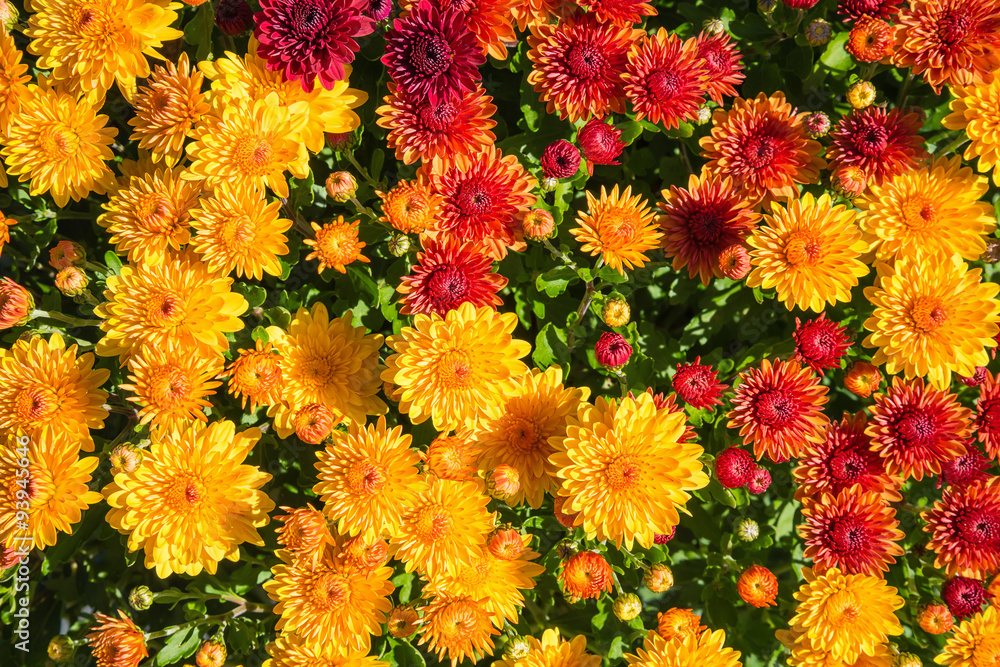 Fototapeta premium Autumn Mums or Chrysanthemums flower background