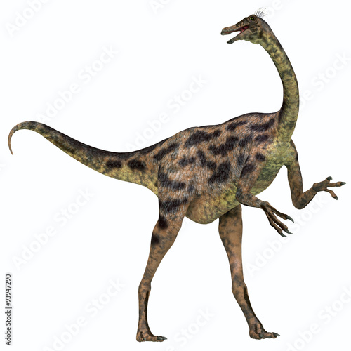 Gallimimus on White - Gallimimus was an omnivorous dinosaur that lived in Mongolia during the Cretaceous Period.