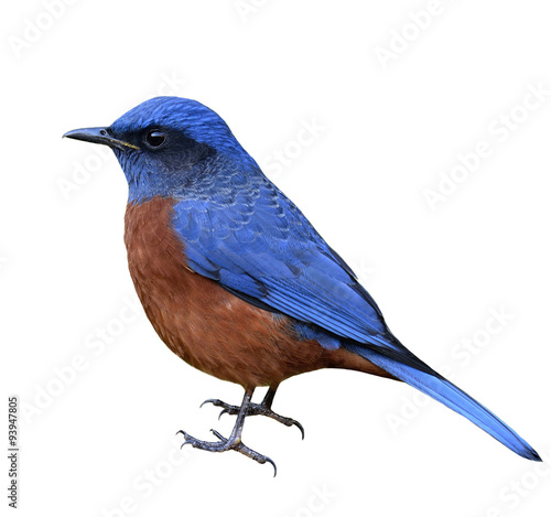 Rufous-bellied rock-thrush, beautiful red and blue bird isolated
