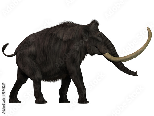 Woolly Mammoth Side Profile -The Woolly Mammoth was a herbivore that lived during the Pleistocene Period of Eurasia and North America.  © Catmando
