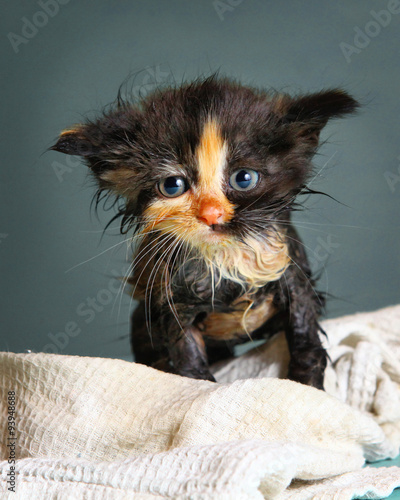 little wet kitten after bathing on blue background